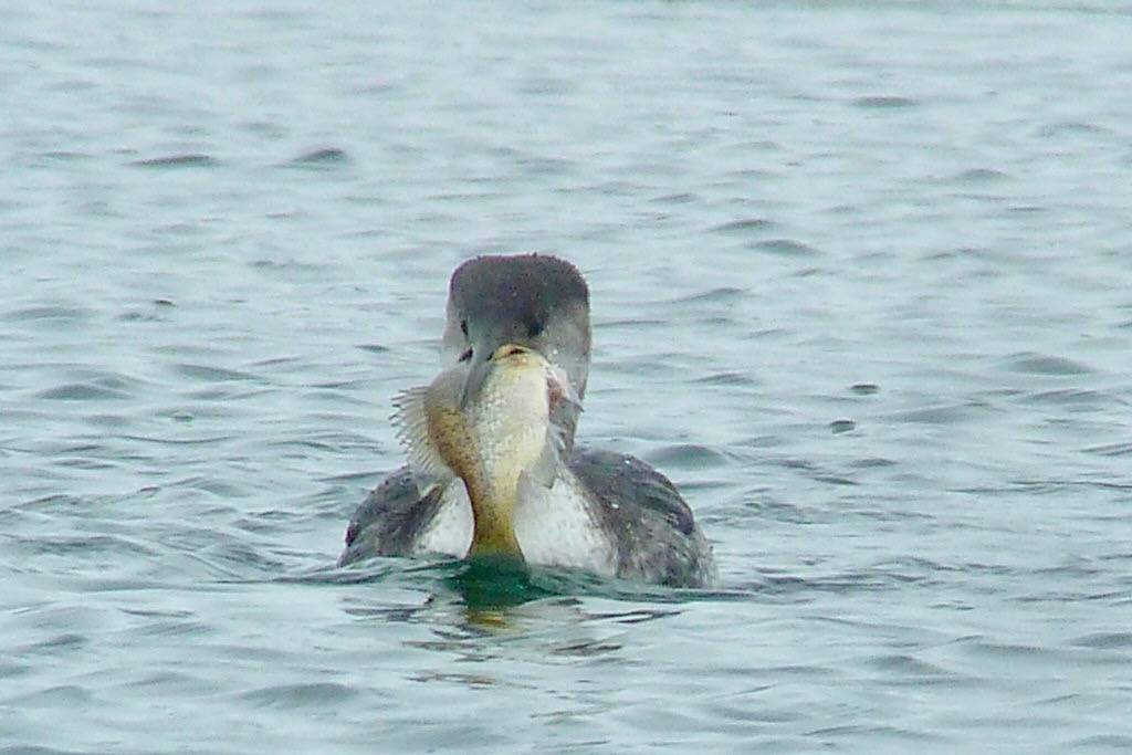 Red-necked Grebe 2014-03-08 (7) by Don Henise is licensed under CC BY 2.0.